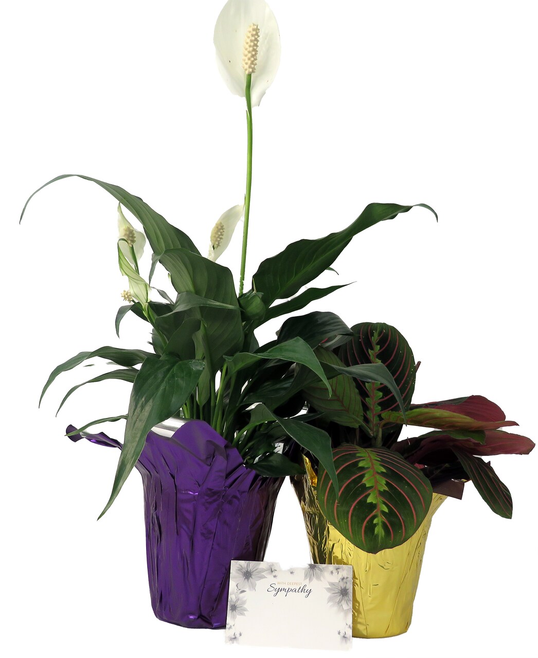 Sympathy Duo- Peace Lily & Prayer Plant - Send Thoughts and Prayers- 4" pots/2 plants